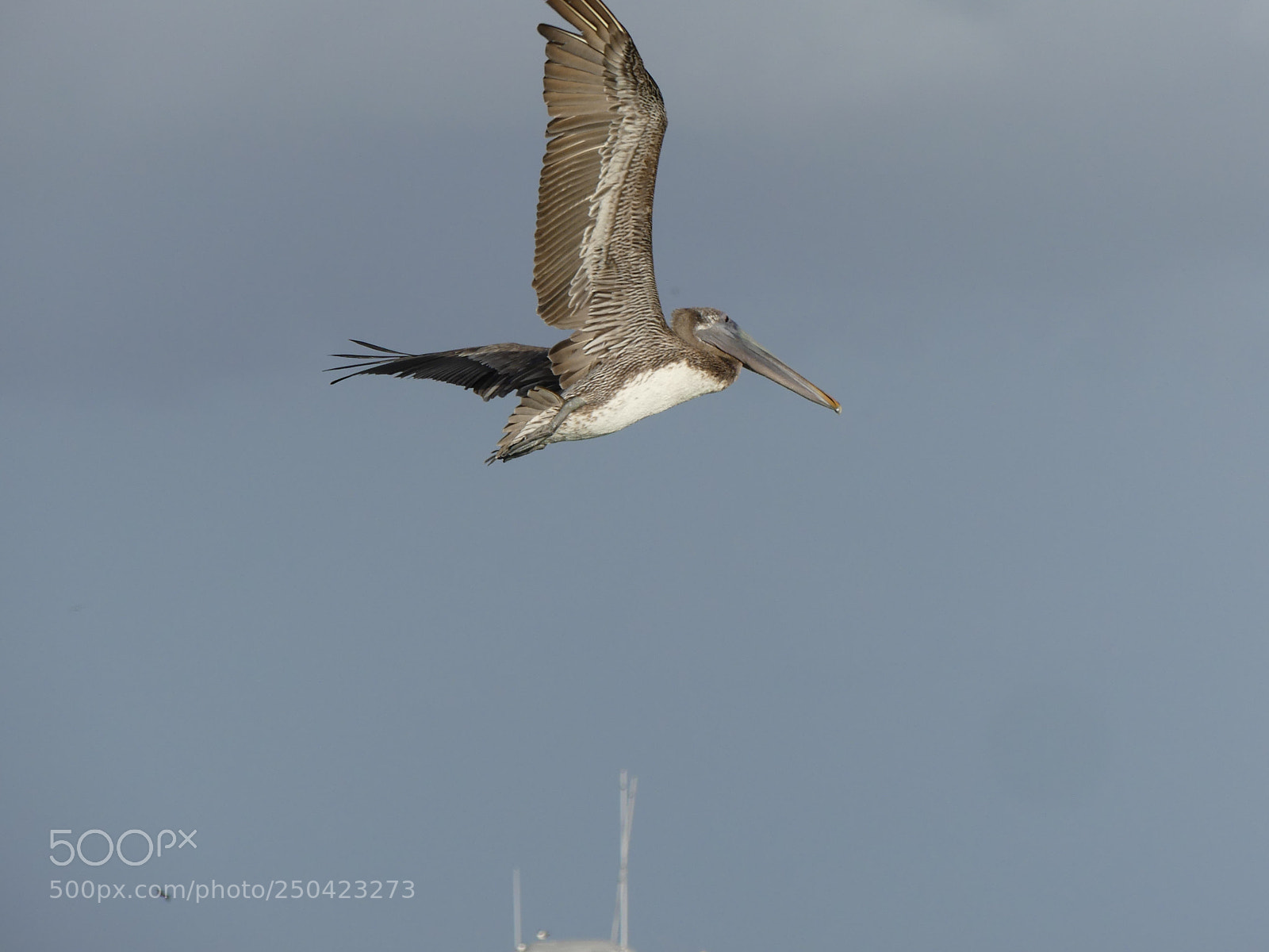 Panasonic Lumix DMC-FZ300 sample photo. Pelican #2 photography