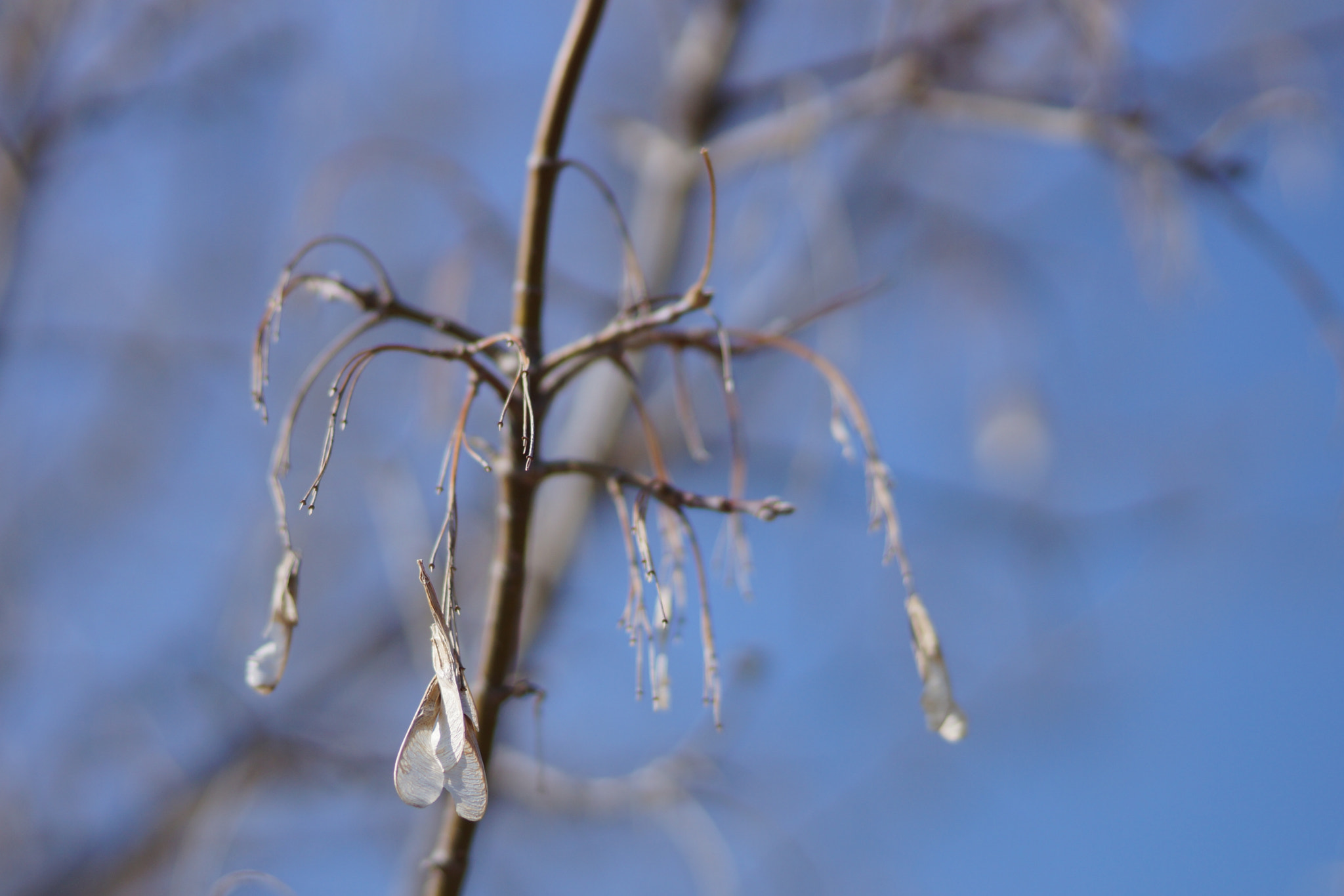 Sony 85mm F2.8 SAM sample photo. Gentle breeze photography