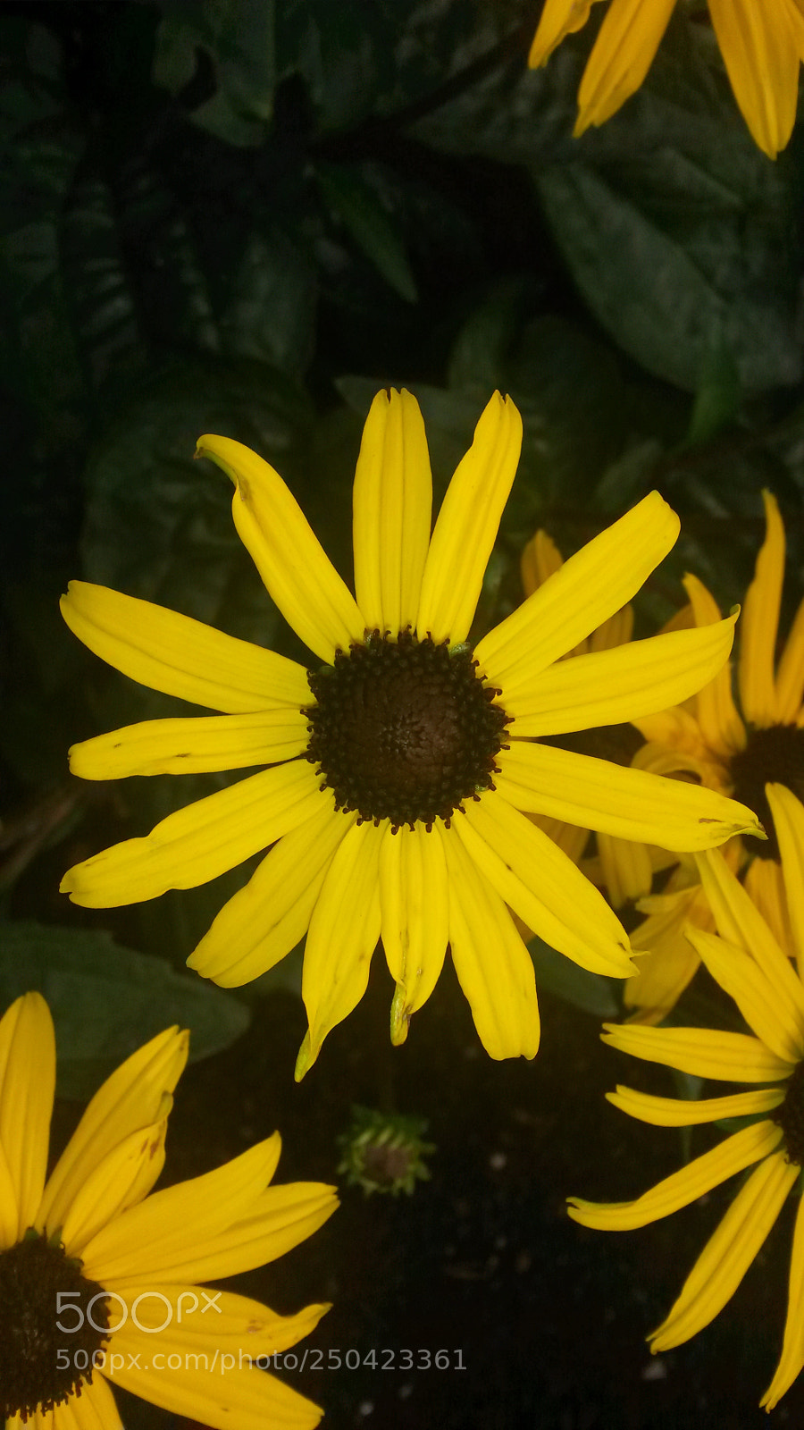 Samsung Galaxy S4 Mini sample photo. Untitled photography