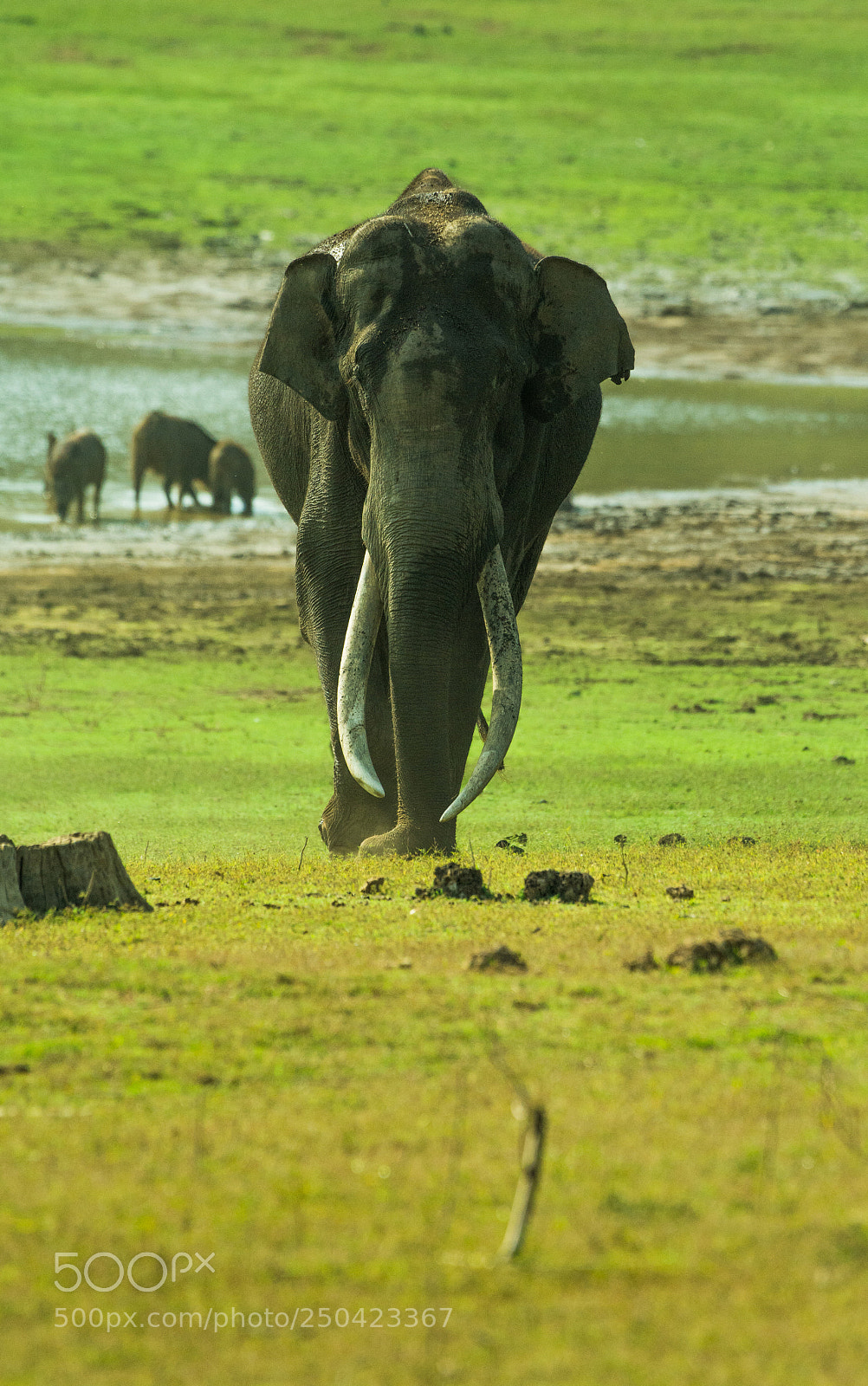 Nikon D7100 sample photo. Asian elephant photography