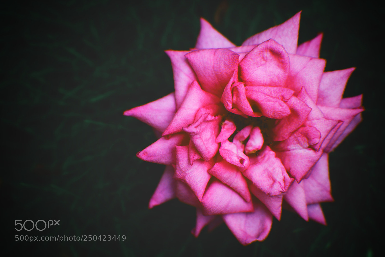 Canon EOS 80D sample photo. Bloom where you are photography