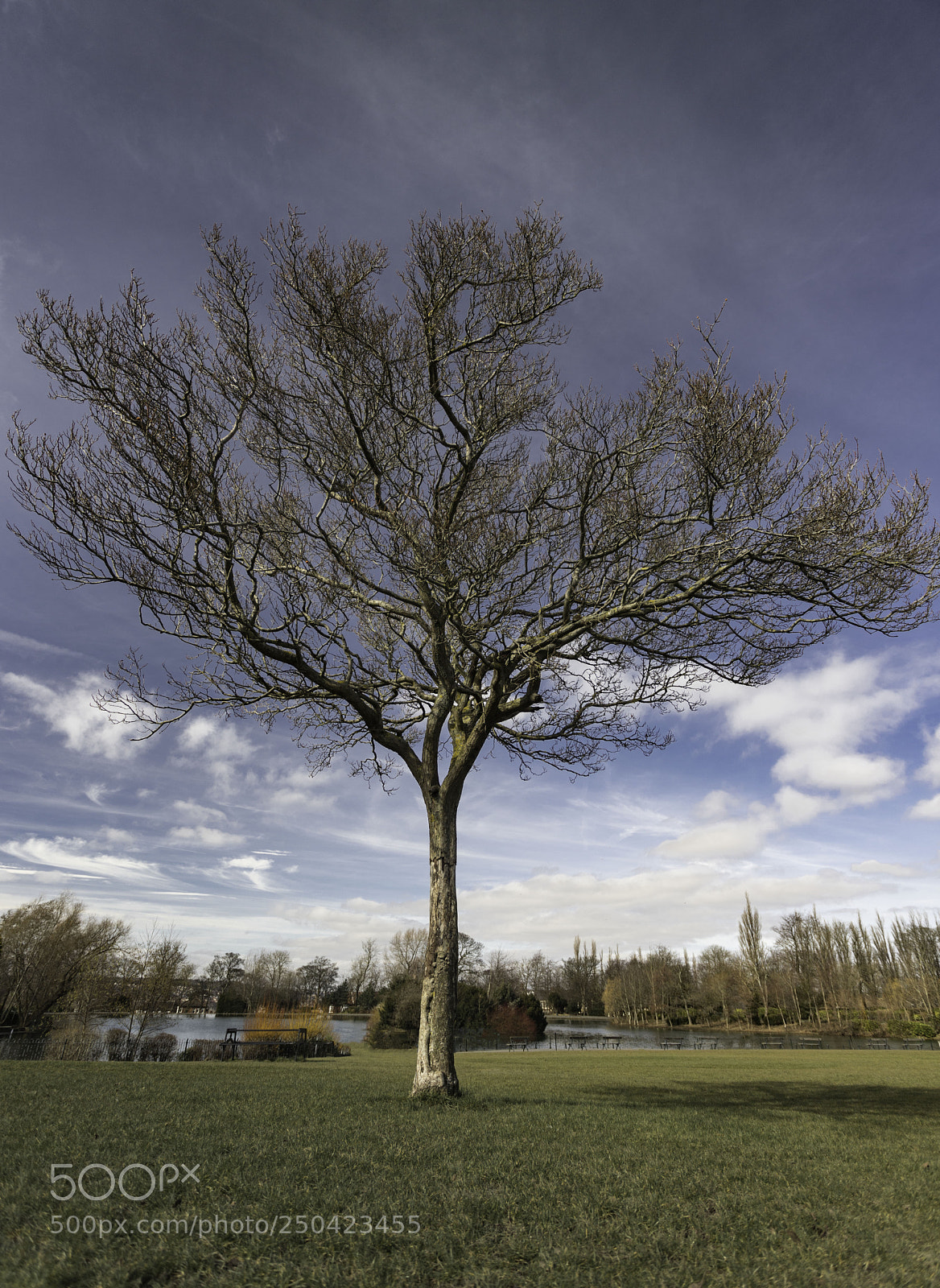 Canon EOS 6D Mark II sample photo. Saltwell tree photography