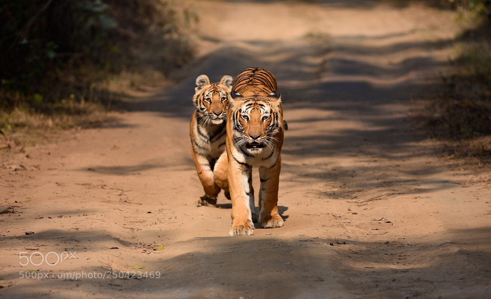 Nikon D7200 sample photo. Tigress & cub photography