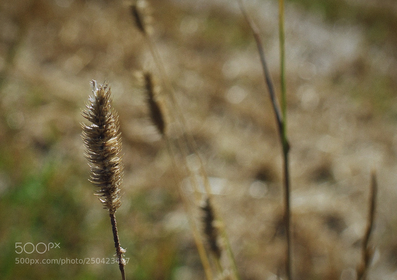 Nikon D3200 + Nikon AF-S DX Nikkor 35mm F1.8G sample photo. *** photography