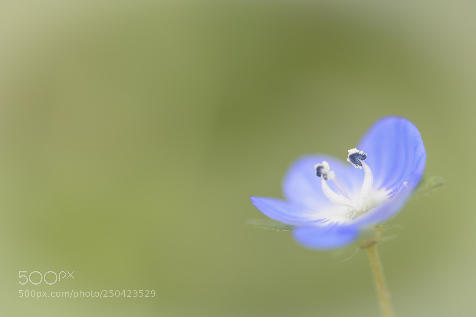 Nikon D7100 sample photo. Pachin photography