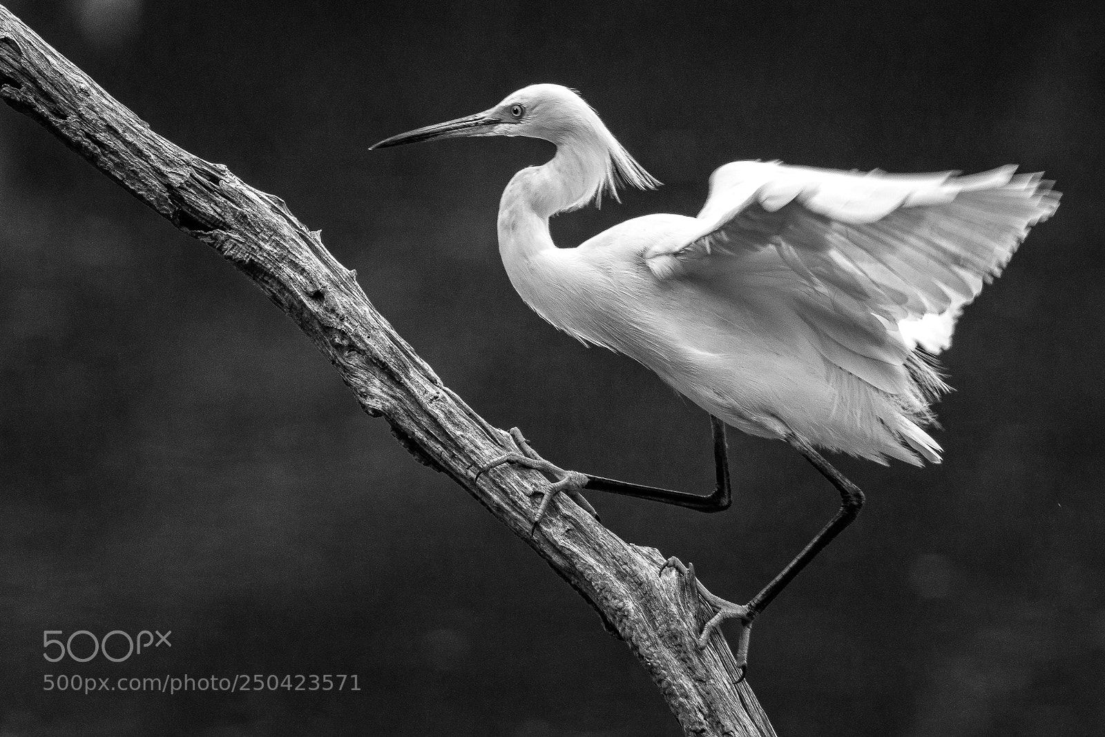 Nikon D810 sample photo. Snowy egret, cape cod photography