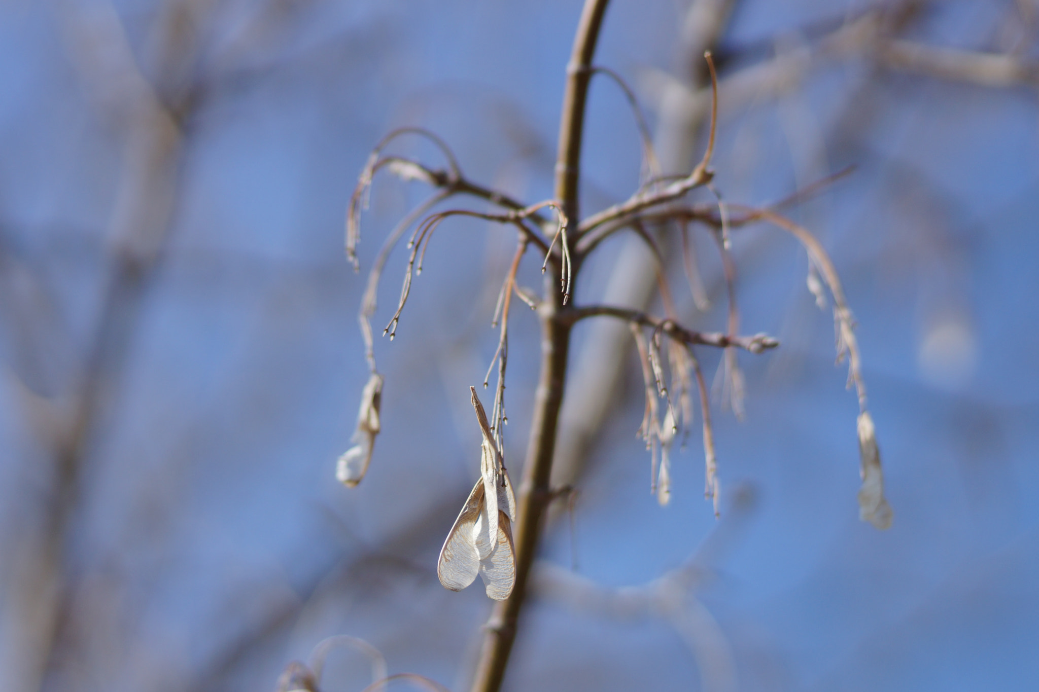 Sony SLT-A65 (SLT-A65V) sample photo. Barely hanging on photography