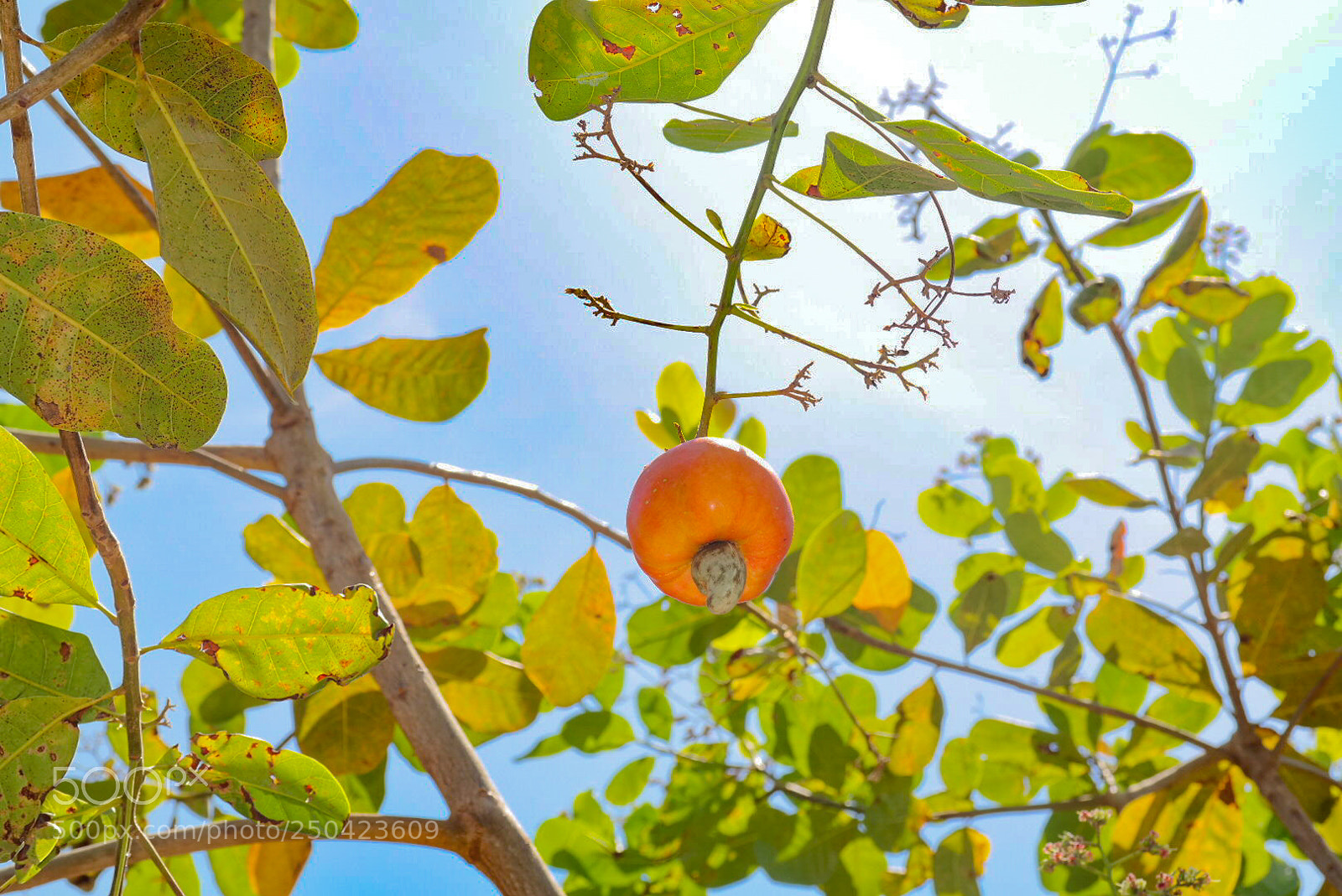 Samsung NX30 sample photo. Untitled photography