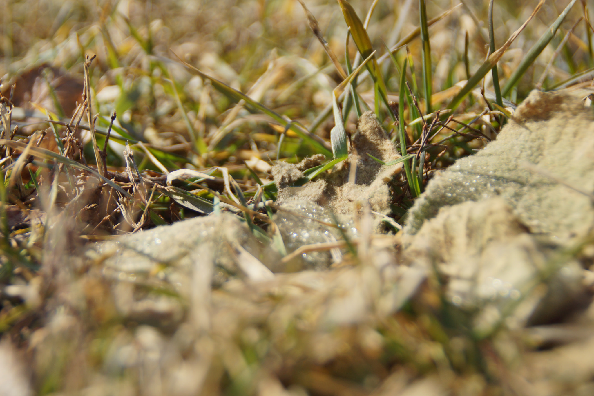 Sony SLT-A65 (SLT-A65V) + Sony DT 18-200mm F3.5-6.3 sample photo. Lambs ear photography