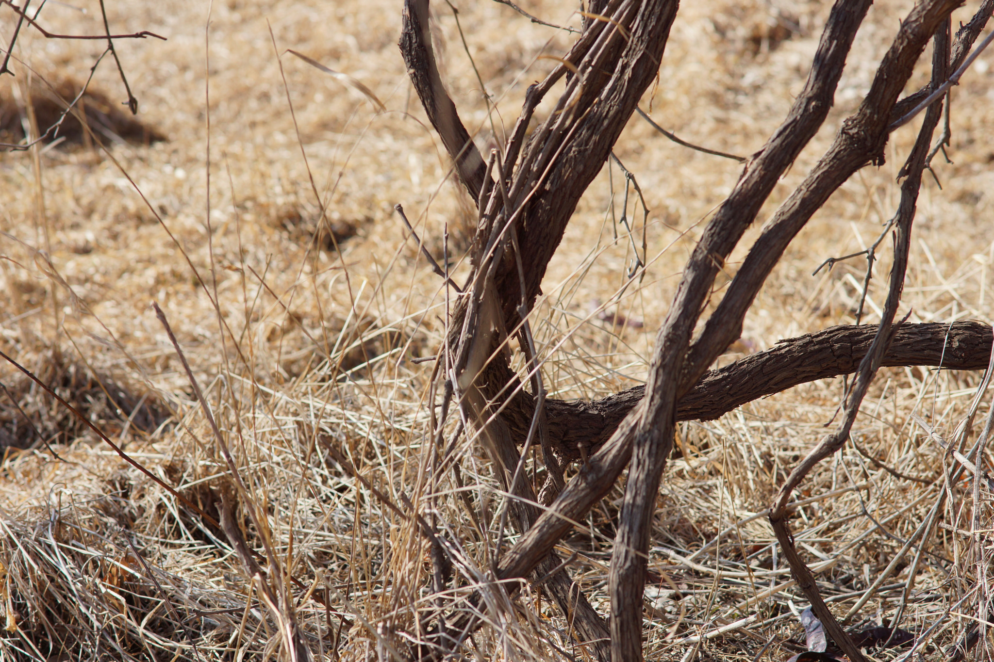 Sony SLT-A65 (SLT-A65V) + Sony 85mm F2.8 SAM sample photo. Interesting bark photography