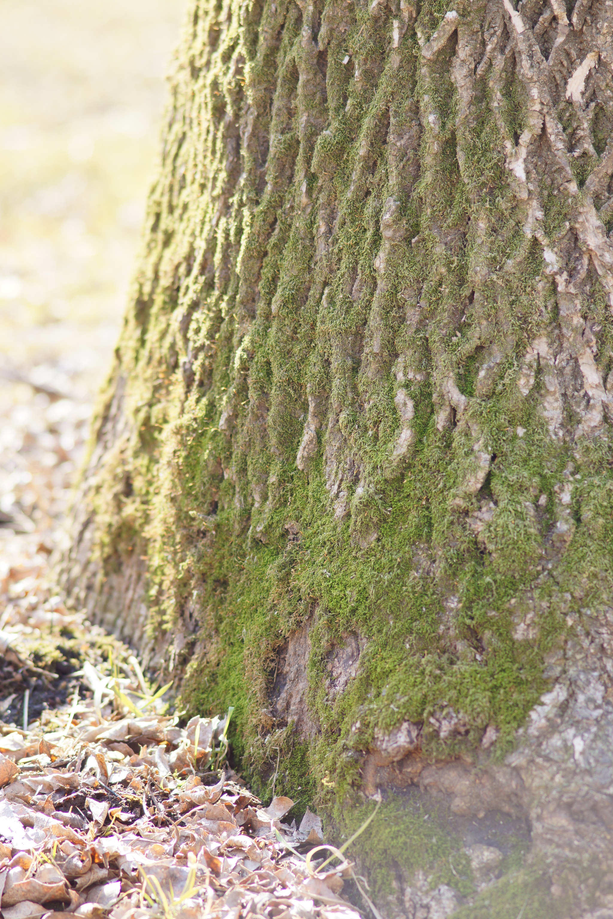 Sony 85mm F2.8 SAM sample photo. Sun beam hitting tree photography