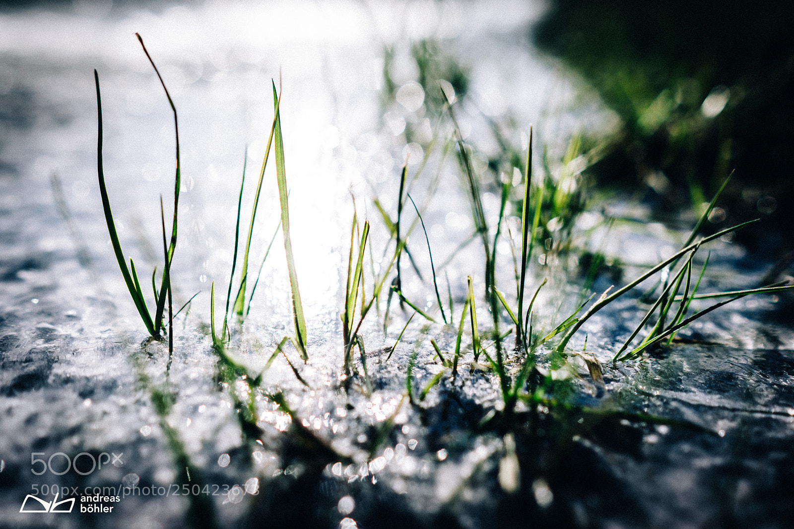 Sony a7R II sample photo. The grass is greener photography