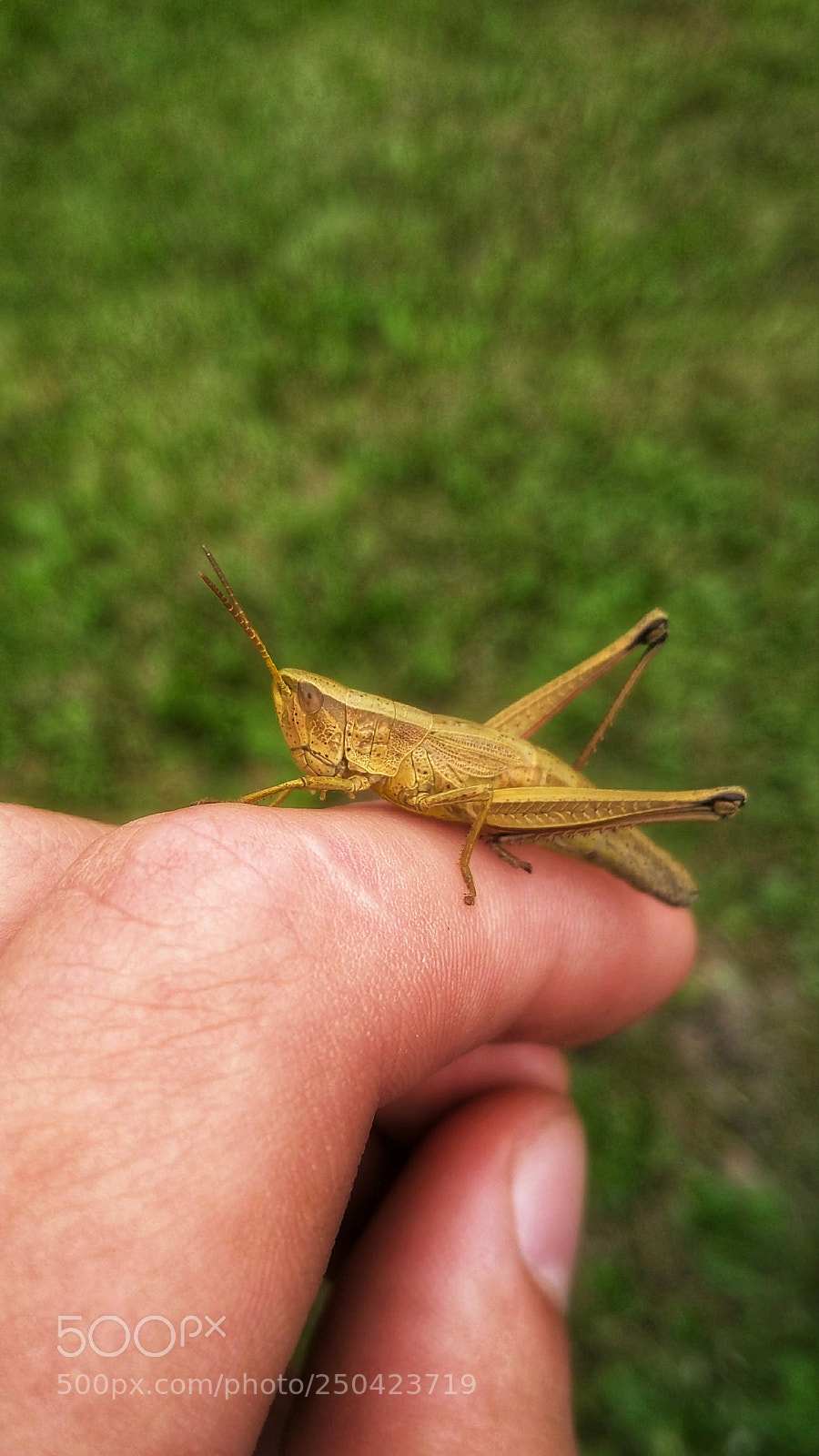 Xiaomi Redmi 4A sample photo. Untitled photography