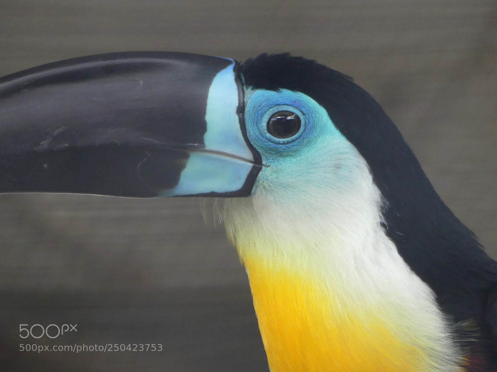 Panasonic Lumix DMC-FZ300 sample photo. Channel-billed toucan (toucan ariel) photography