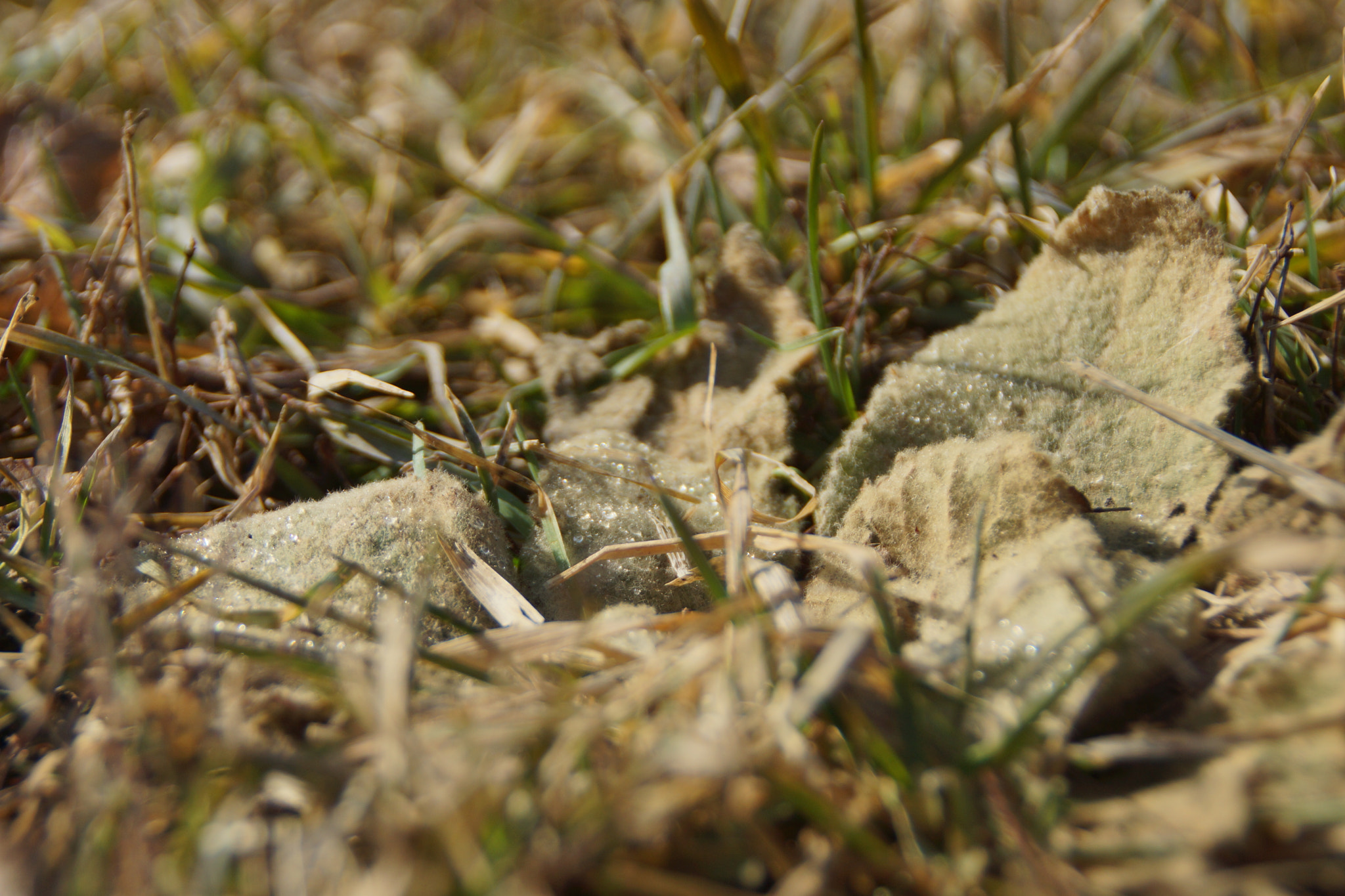 Sony SLT-A65 (SLT-A65V) sample photo. Water on lambs ear photography