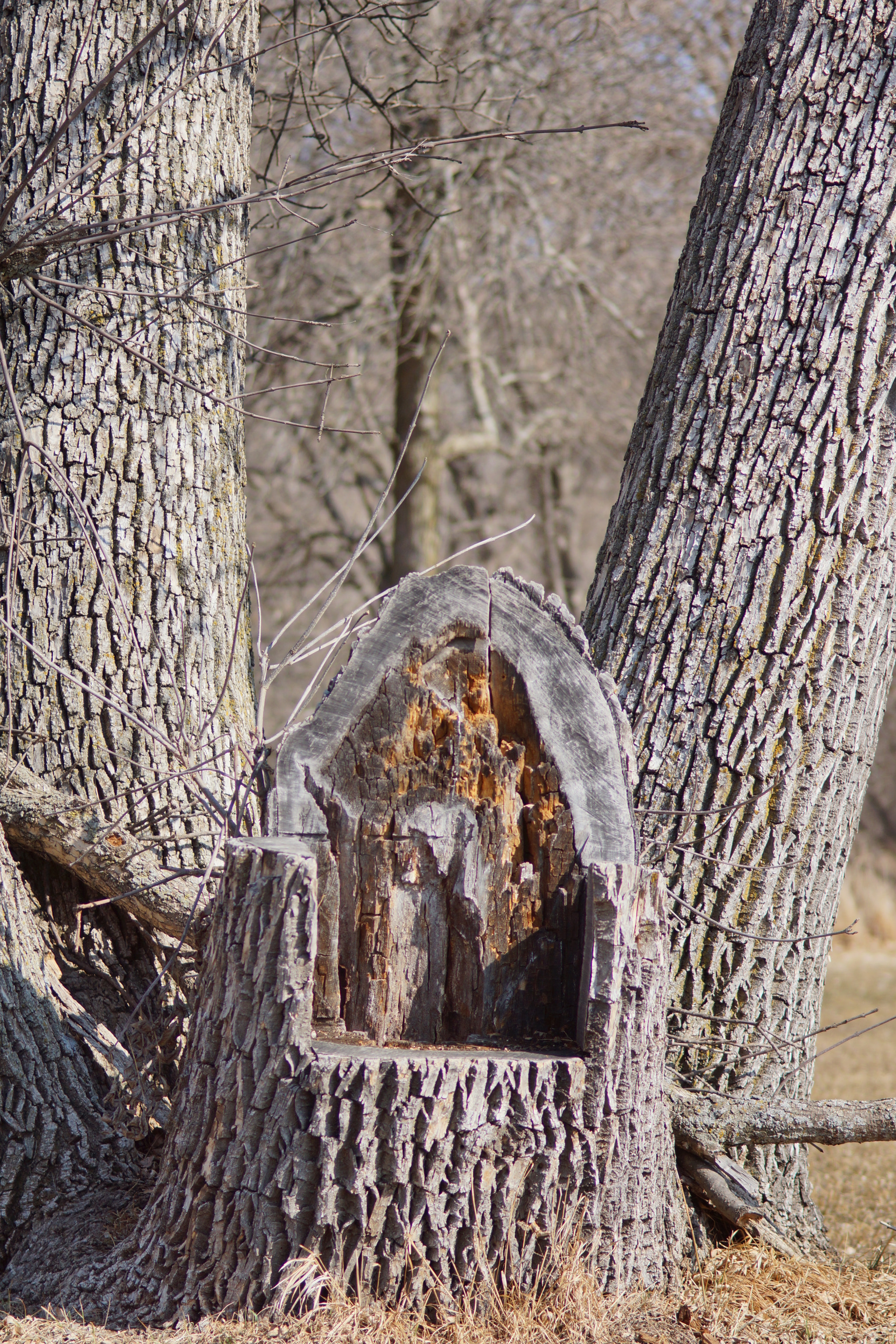 Sony SLT-A65 (SLT-A65V) sample photo. Wooden throne photography