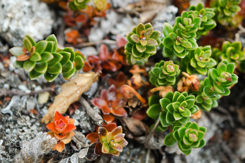 Nikon D5100 sample photo. Plantas suculentas photography