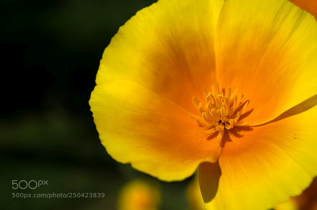 Nikon D5100 sample photo. Flor photography
