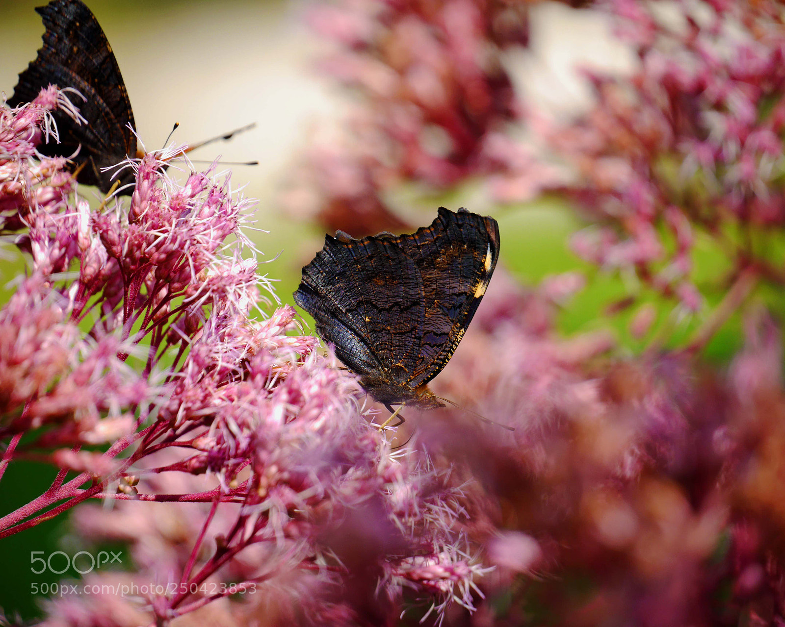 Panasonic Lumix DMC-G6 sample photo. ..secret love... photography