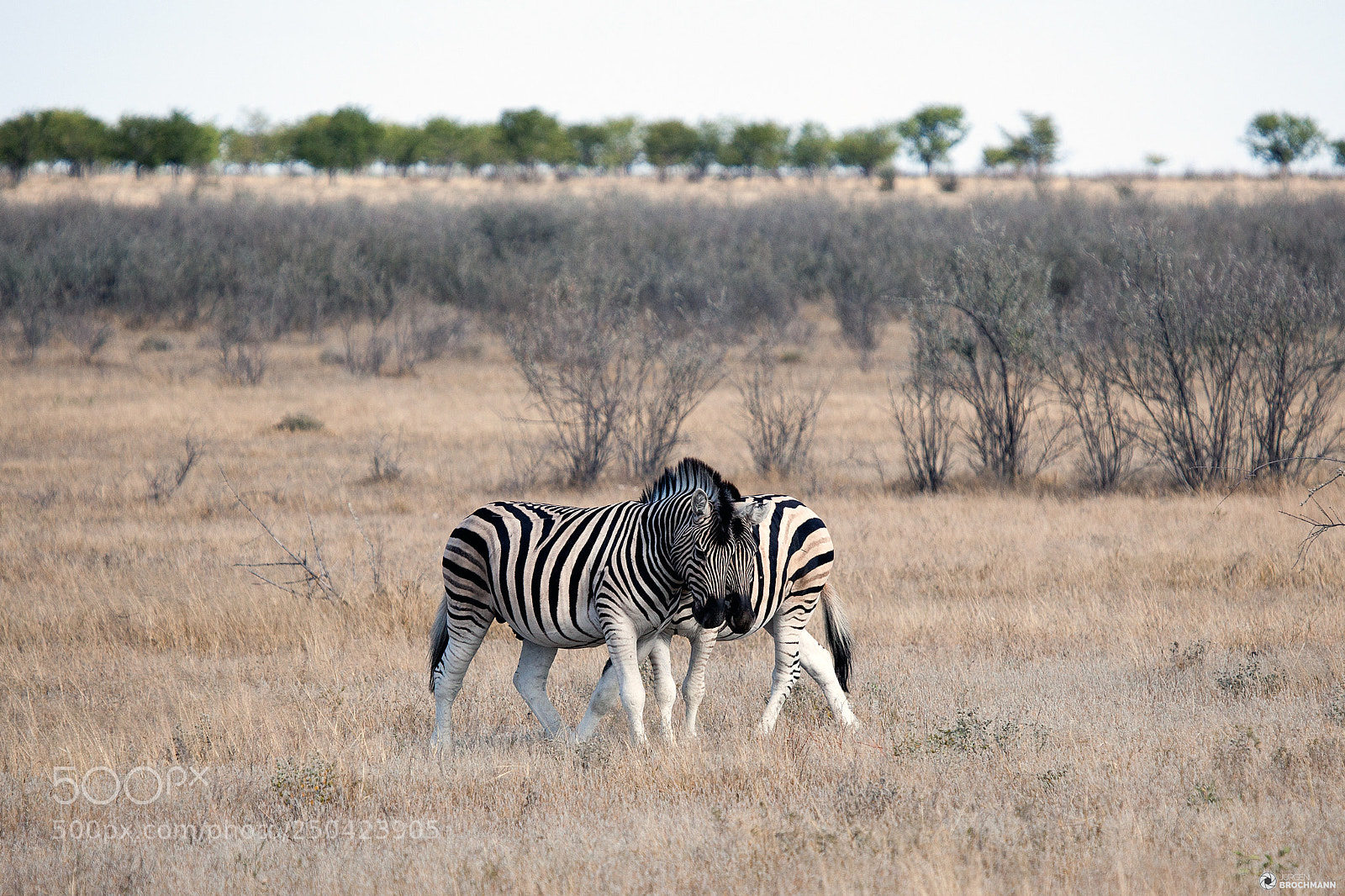 Canon EOS 5D Mark II sample photo. Zebras photography