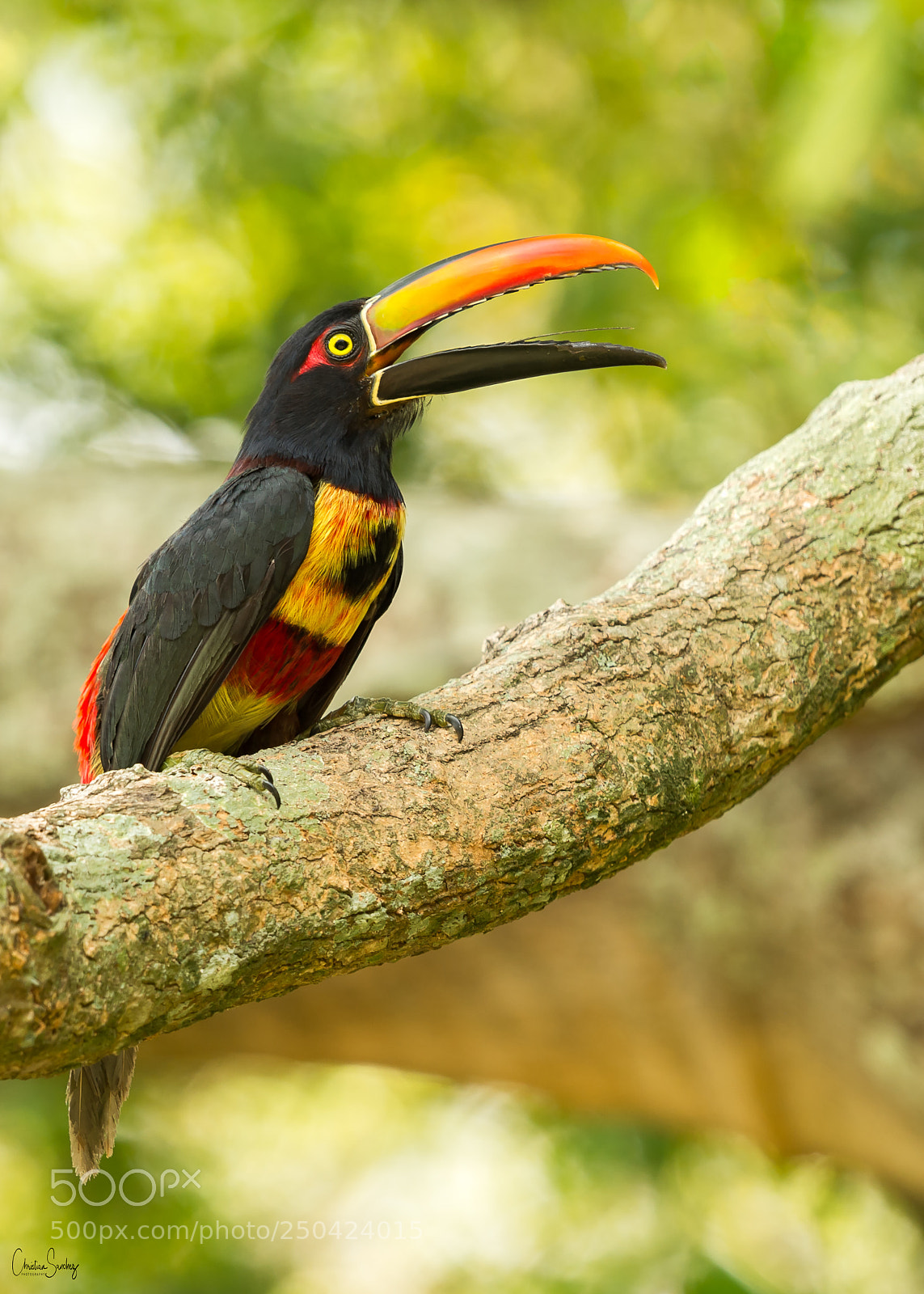 Nikon D4 sample photo. Fiery-billed aracari photography