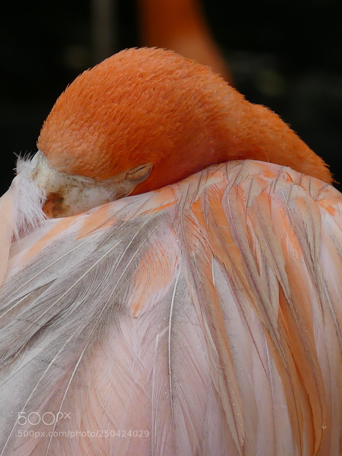 Panasonic Lumix DMC-FZ300 sample photo. Greatin flamingo #2 photography