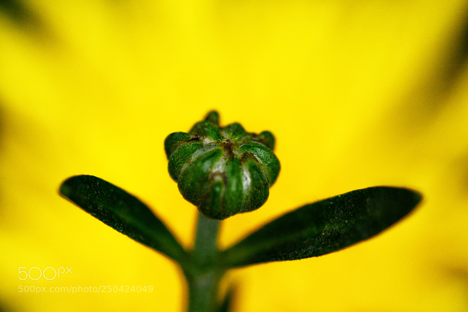 Nikon D7100 sample photo. Untitled photography