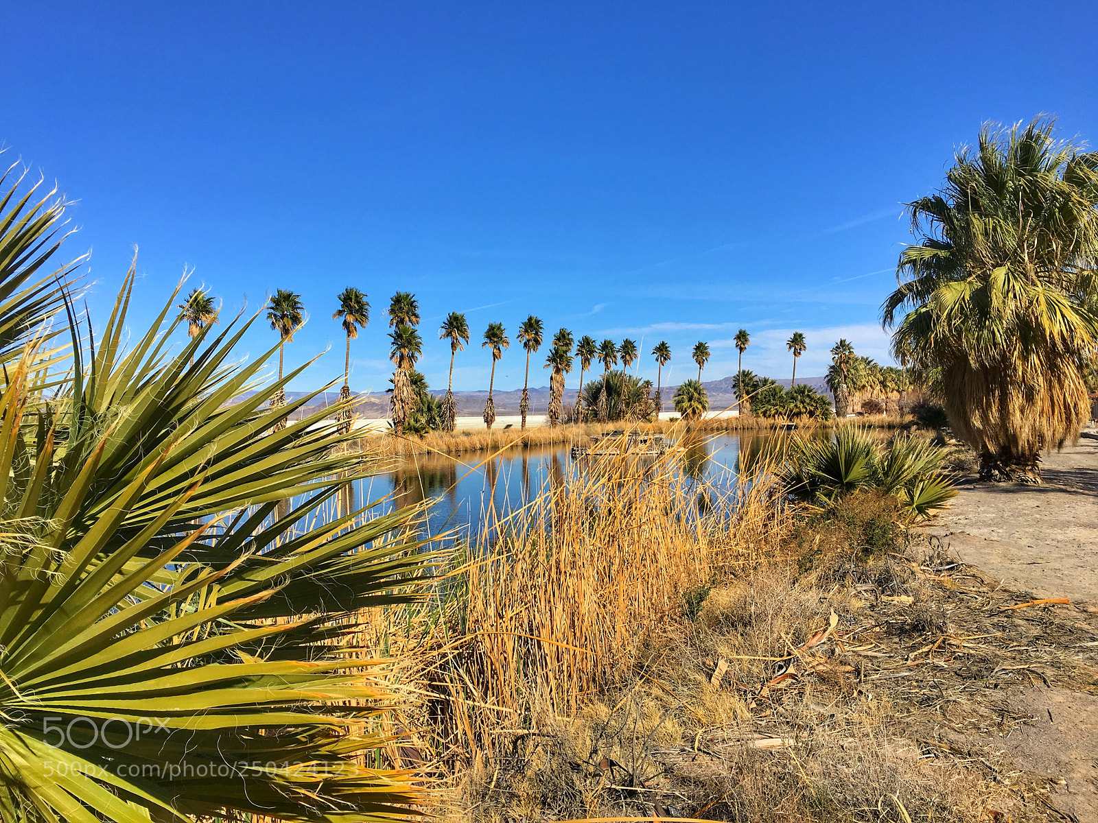 Apple iPhone 6s Plus sample photo. Oasis photography