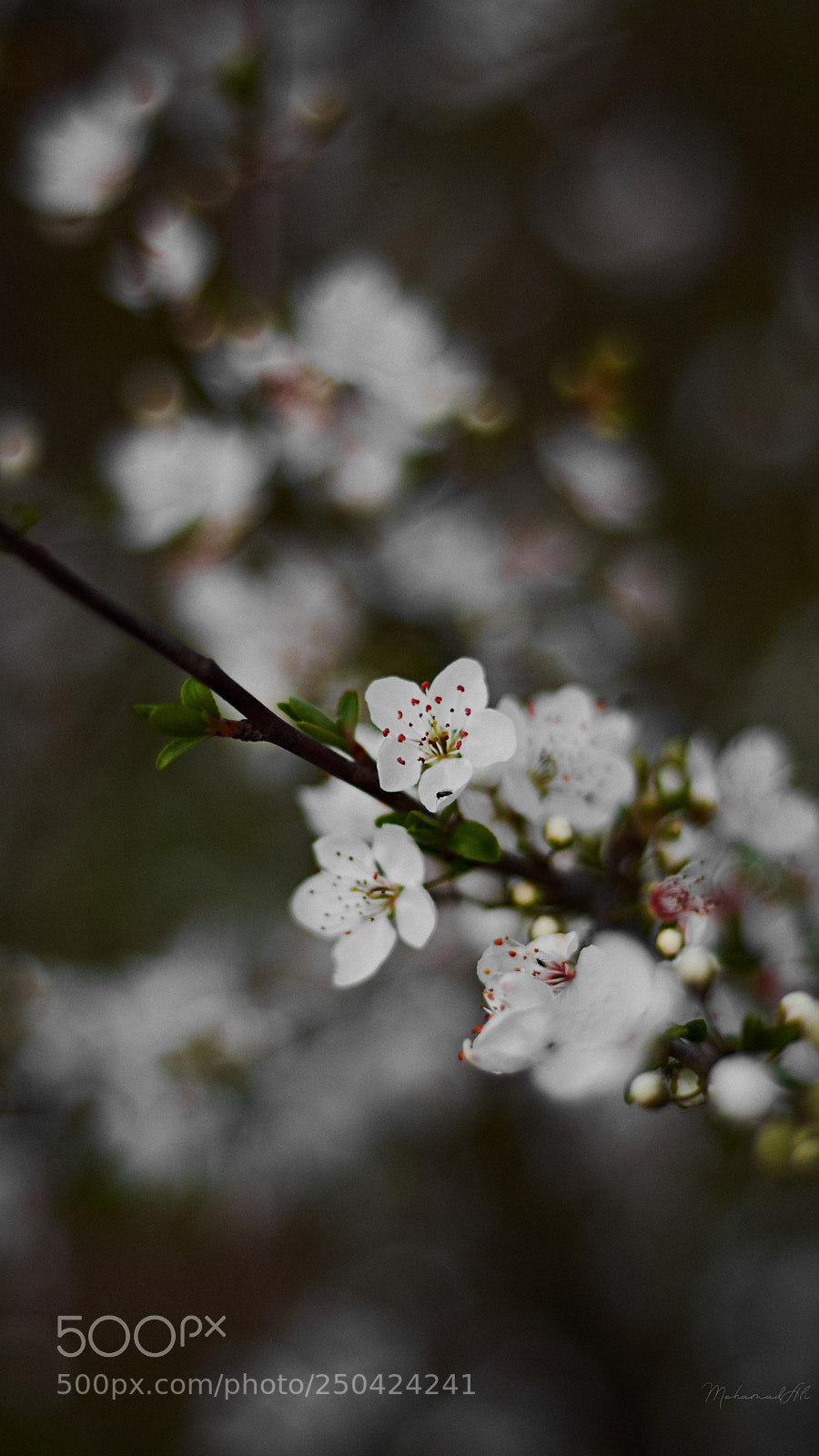 Nikon D7200 sample photo. Spring blossom photography