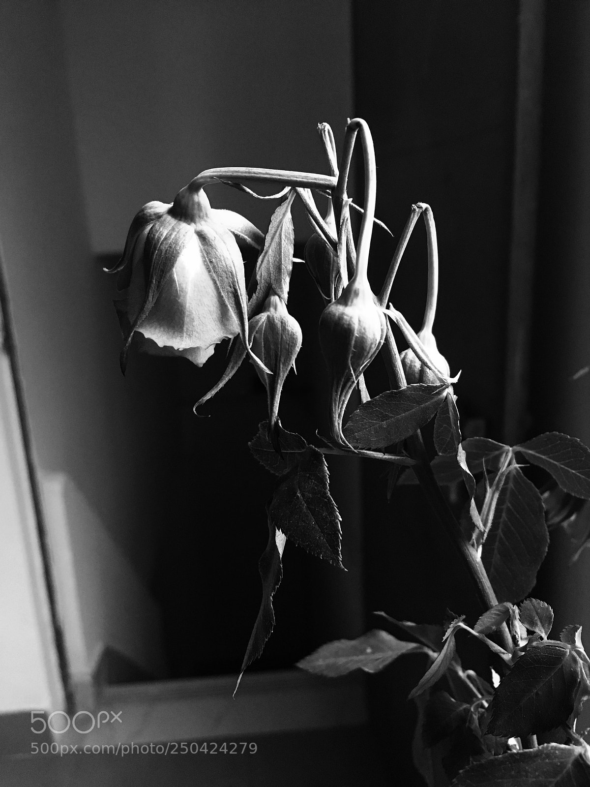 Apple iPhone 6s sample photo. Untitled photography