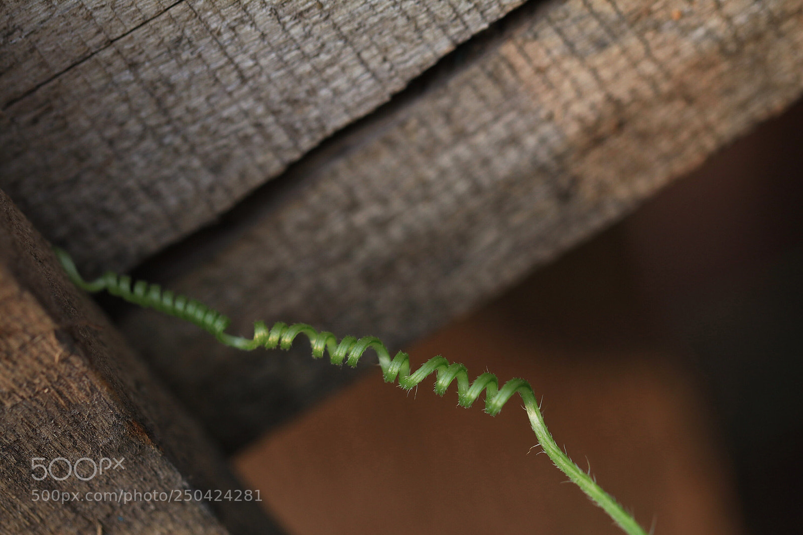 Canon EOS 80D sample photo. Tendril photography