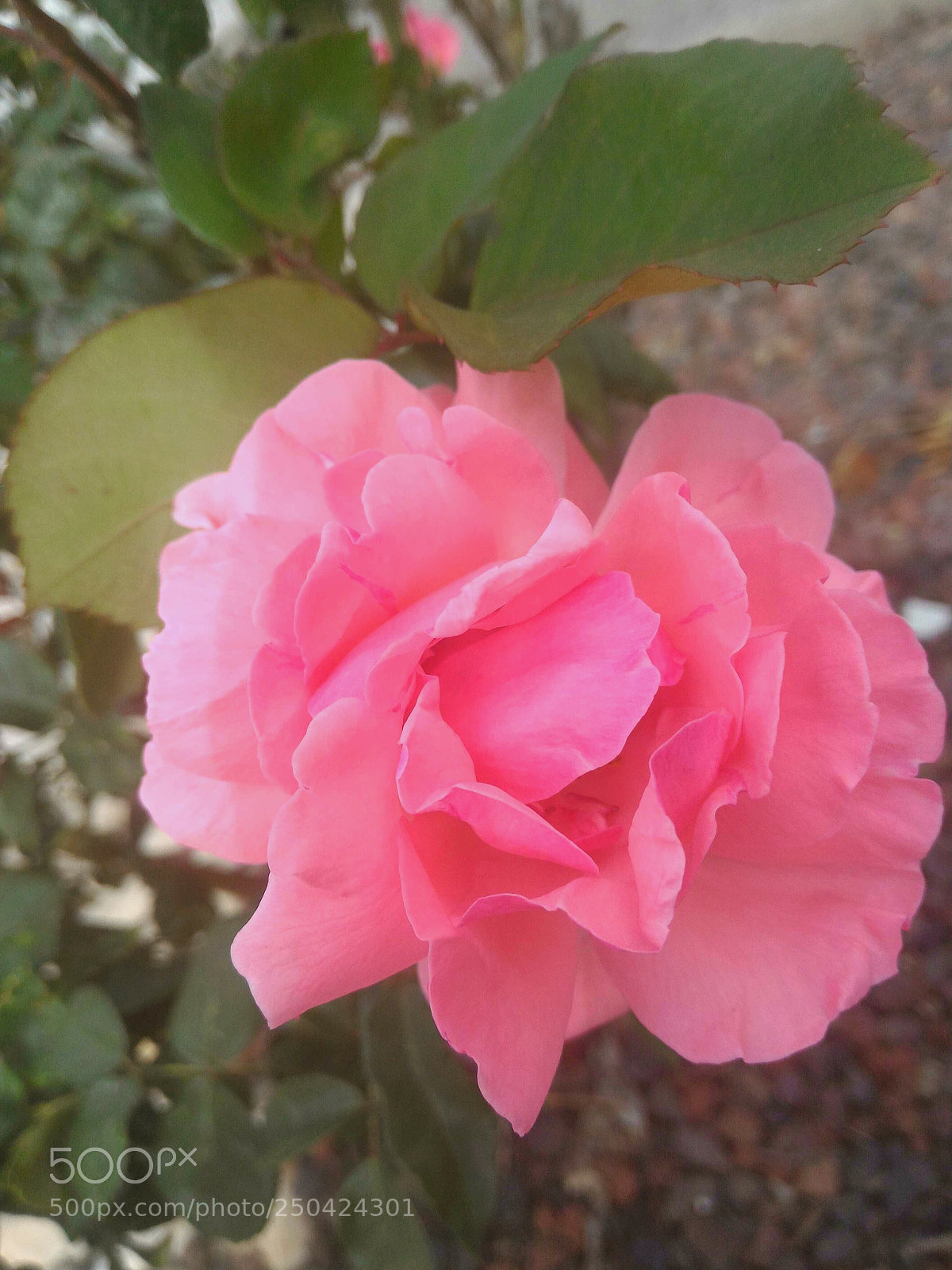 ASUS ZenFone 2 (ZE551ML) sample photo. Spring photography
