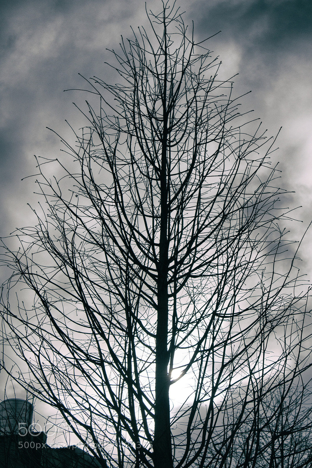 Canon EOS 700D (EOS Rebel T5i / EOS Kiss X7i) sample photo. Lonely tree photography