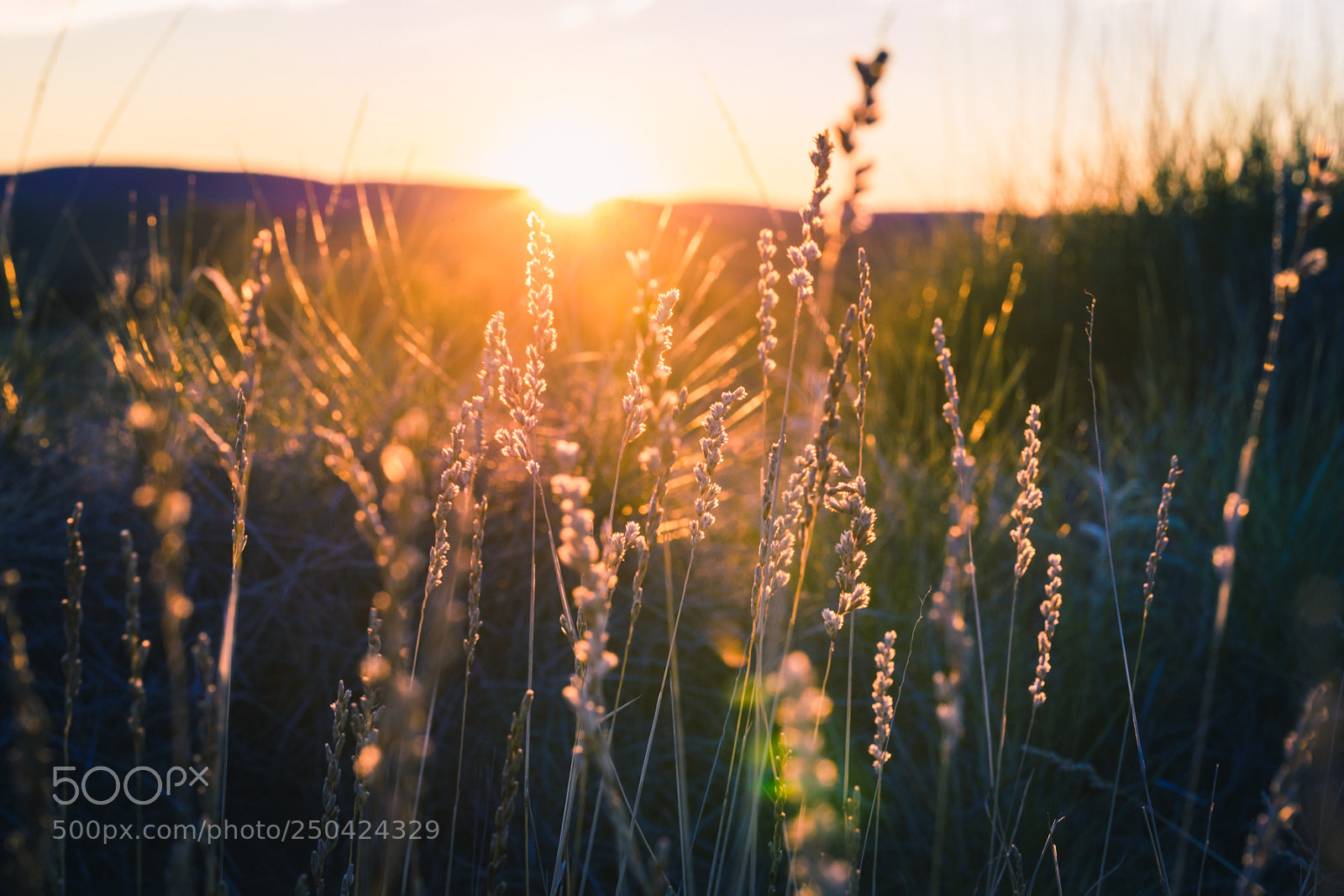 Sony a7 II sample photo. Flare photography