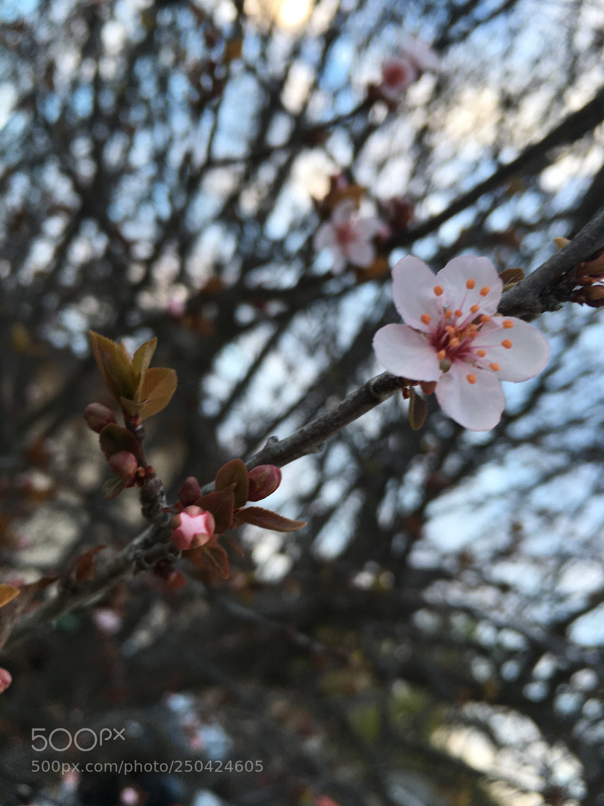 Apple iPhone SE sample photo. Perfect pink photography