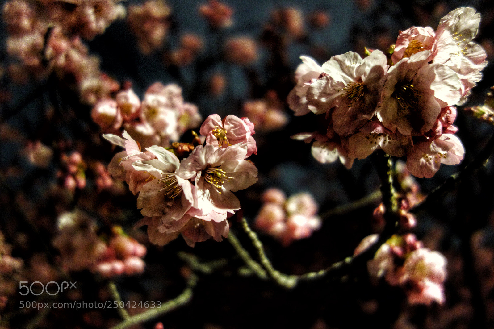 Sony Cyber-shot DSC-RX100 sample photo. 夜桜 photography