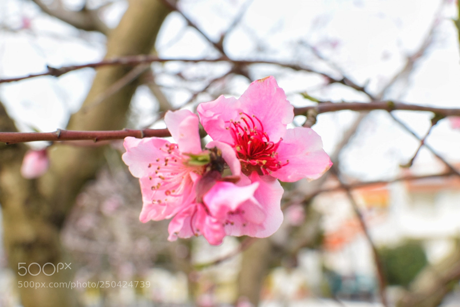 Nikon D5300 sample photo. Spring is back photography