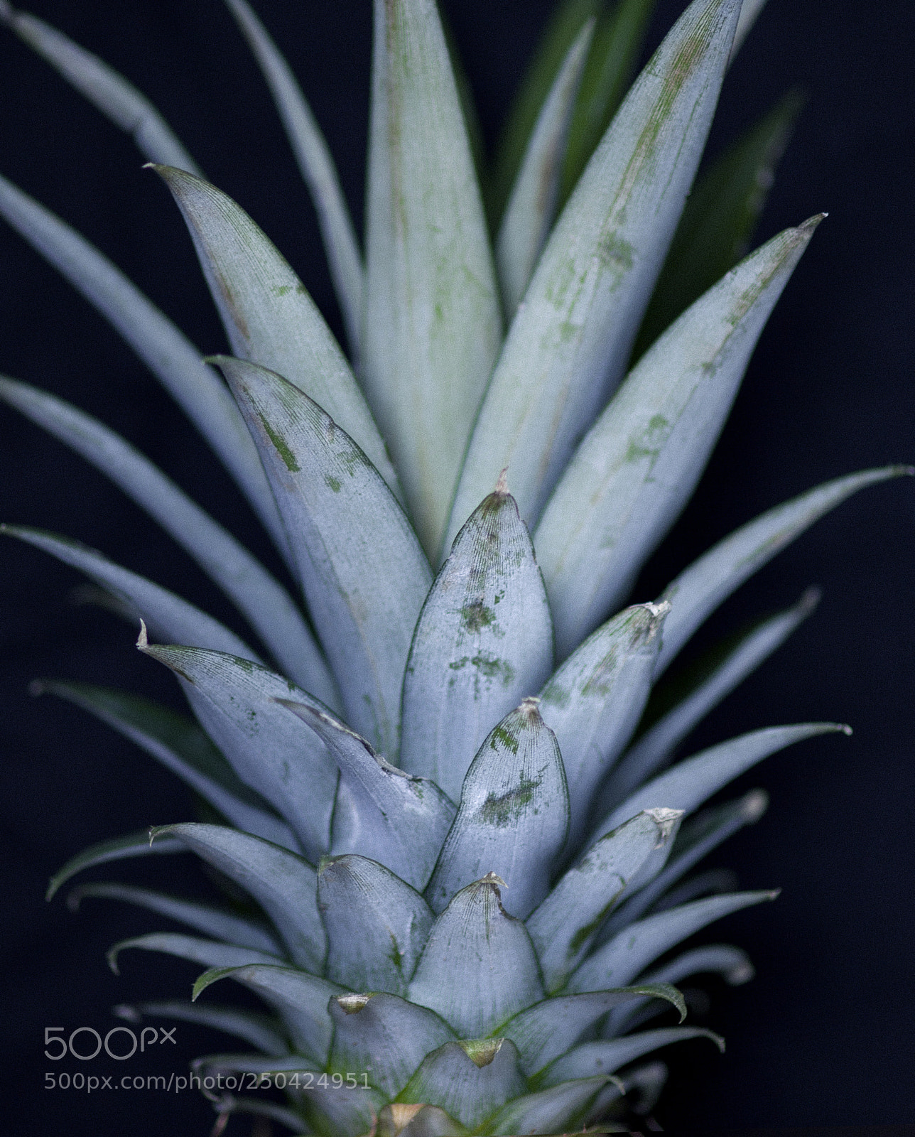 Canon EOS 5D Mark II sample photo. Pineapple crown photography