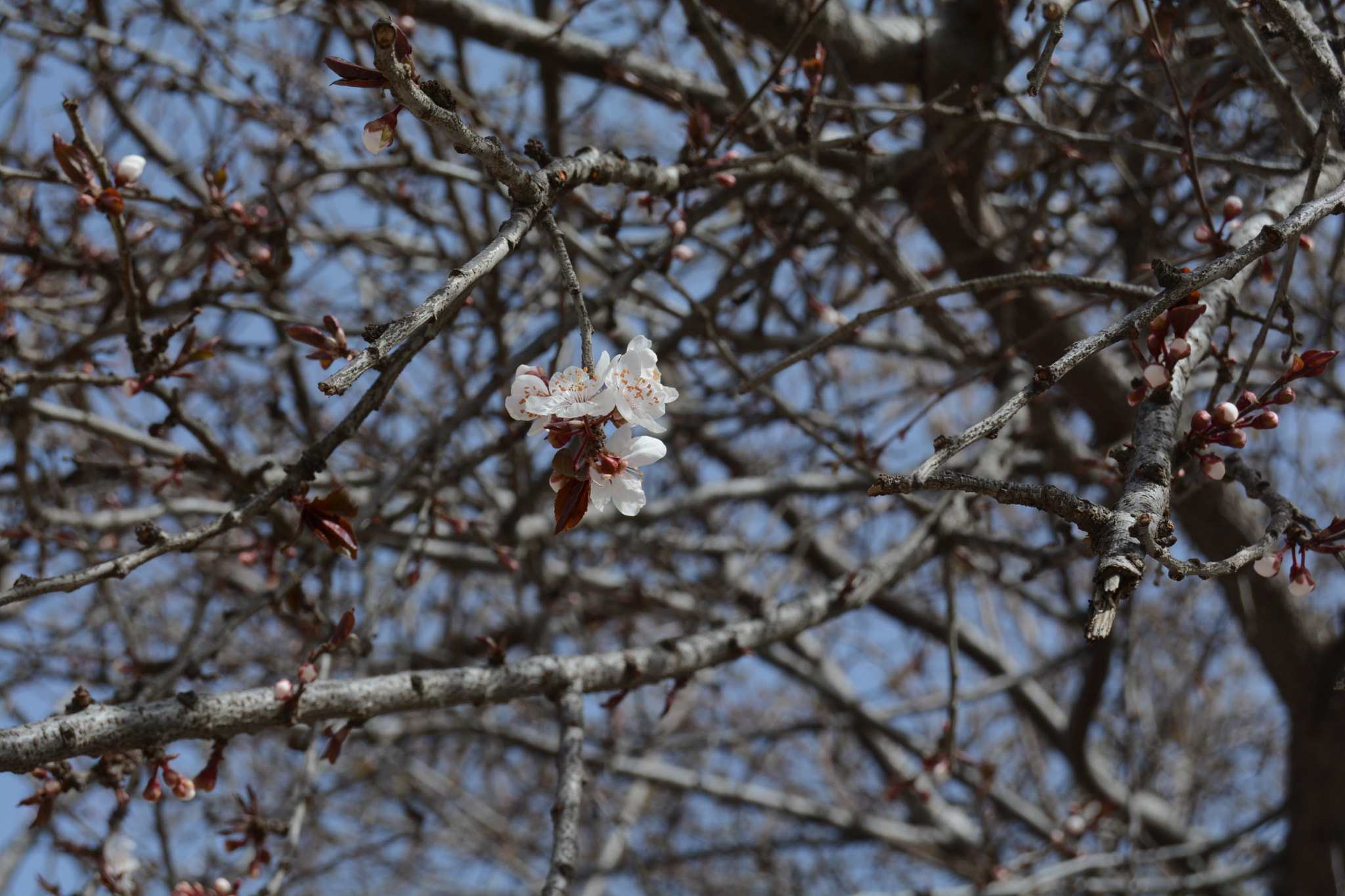 Nikon D5200 sample photo