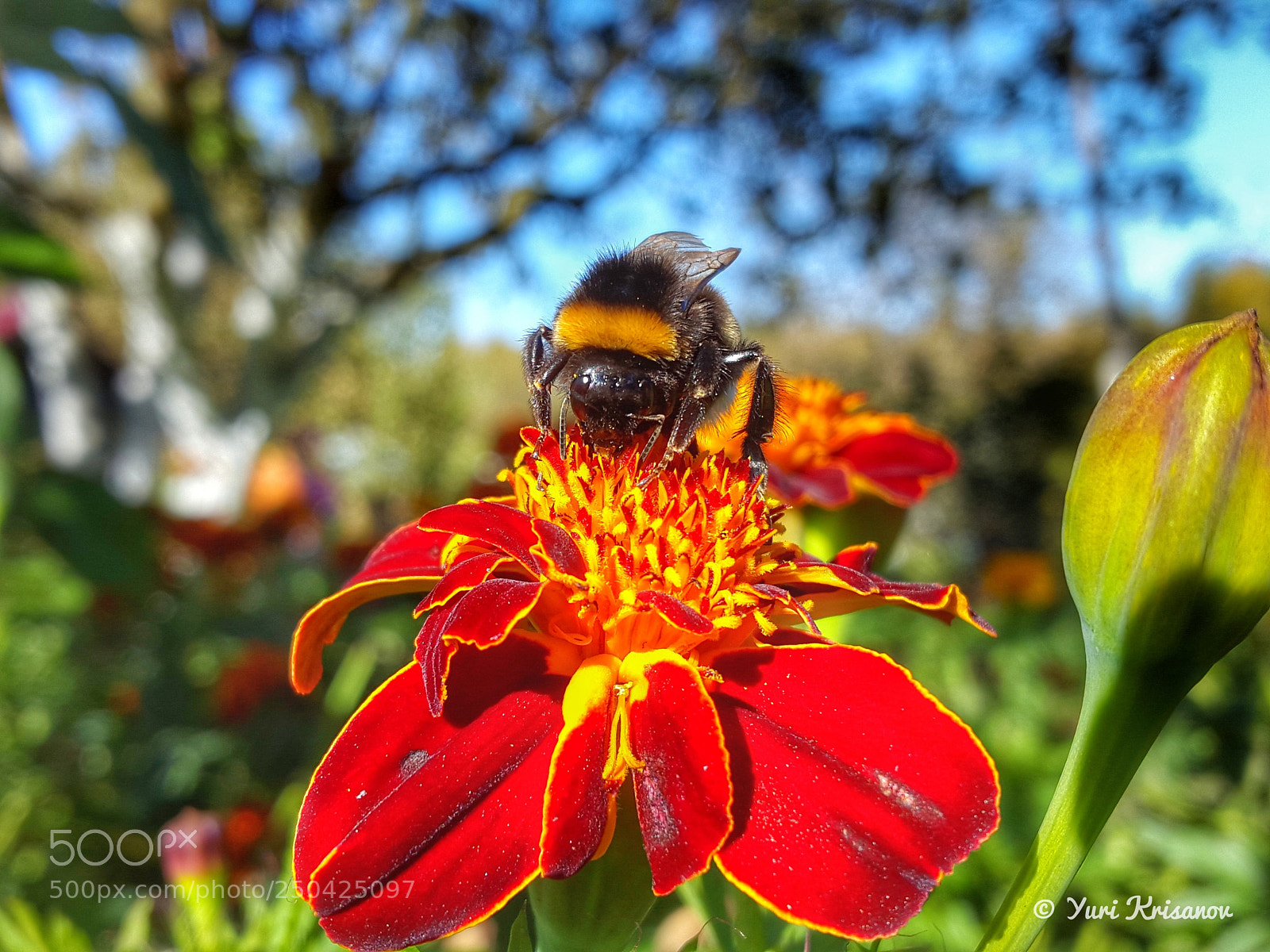 Samsung Galaxy Alpha sample photo. Bumblebee and marigold photography