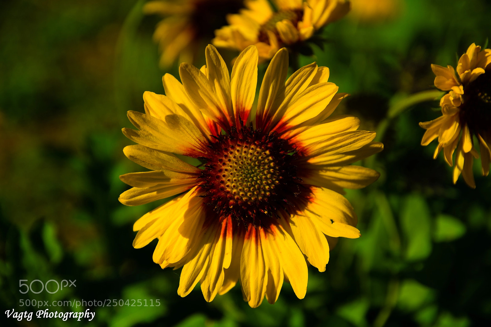 Nikon D3400 sample photo. Sunflower photography