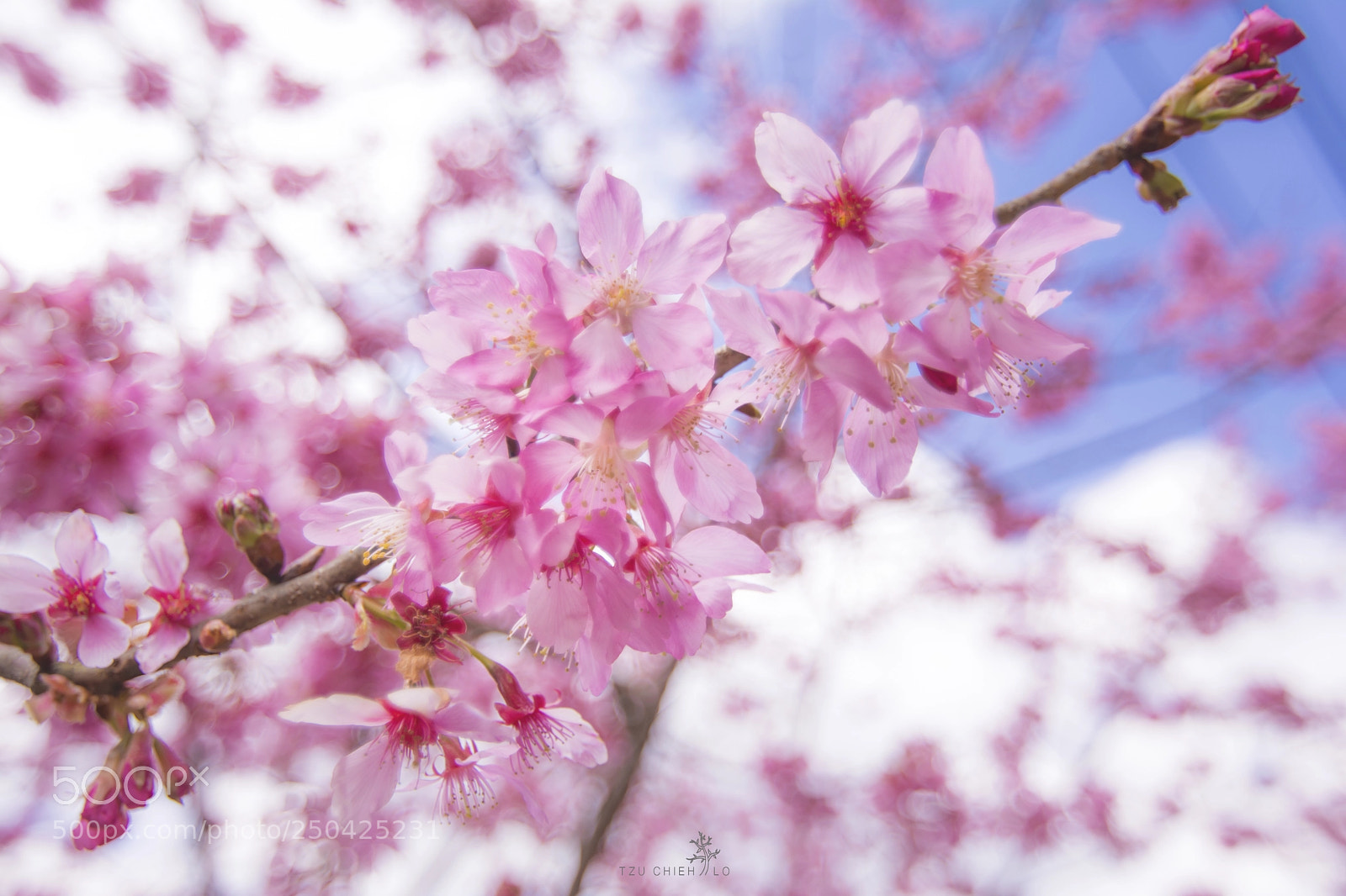 Nikon D7100 sample photo. 櫻 photography