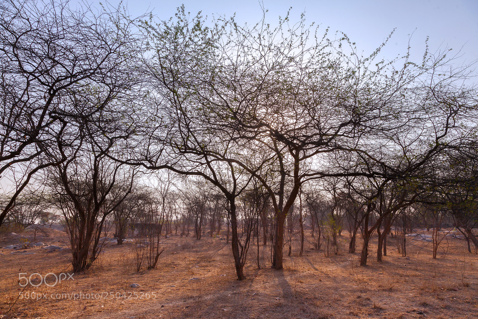 Canon EOS 5D Mark II sample photo. Dry forest photography