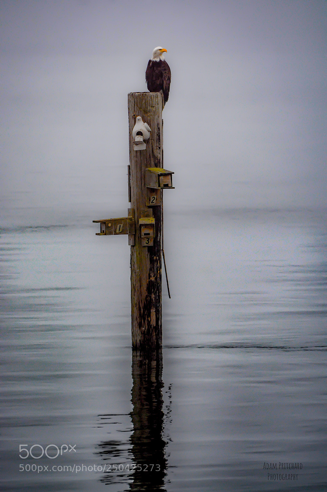 Nikon D5200 sample photo. Foggy eagle  photography