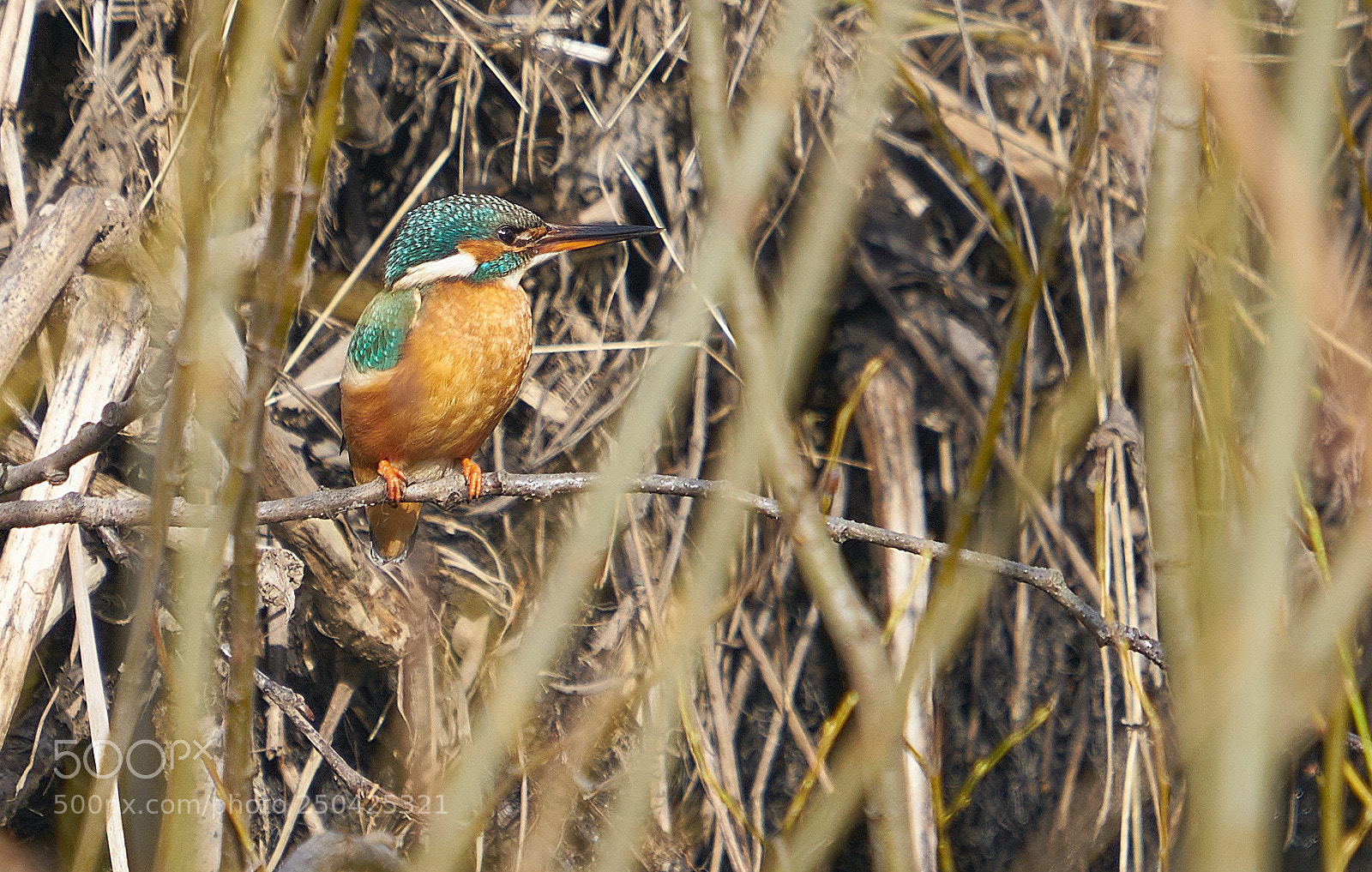 Sony a7R II sample photo. Kingfisher photography