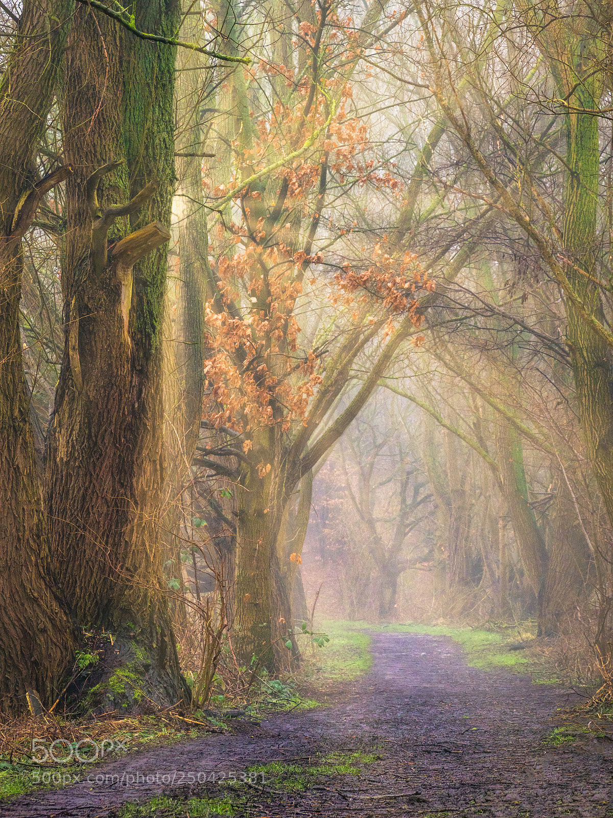 Olympus OM-D E-M1 Mark II sample photo. Foggy day photography