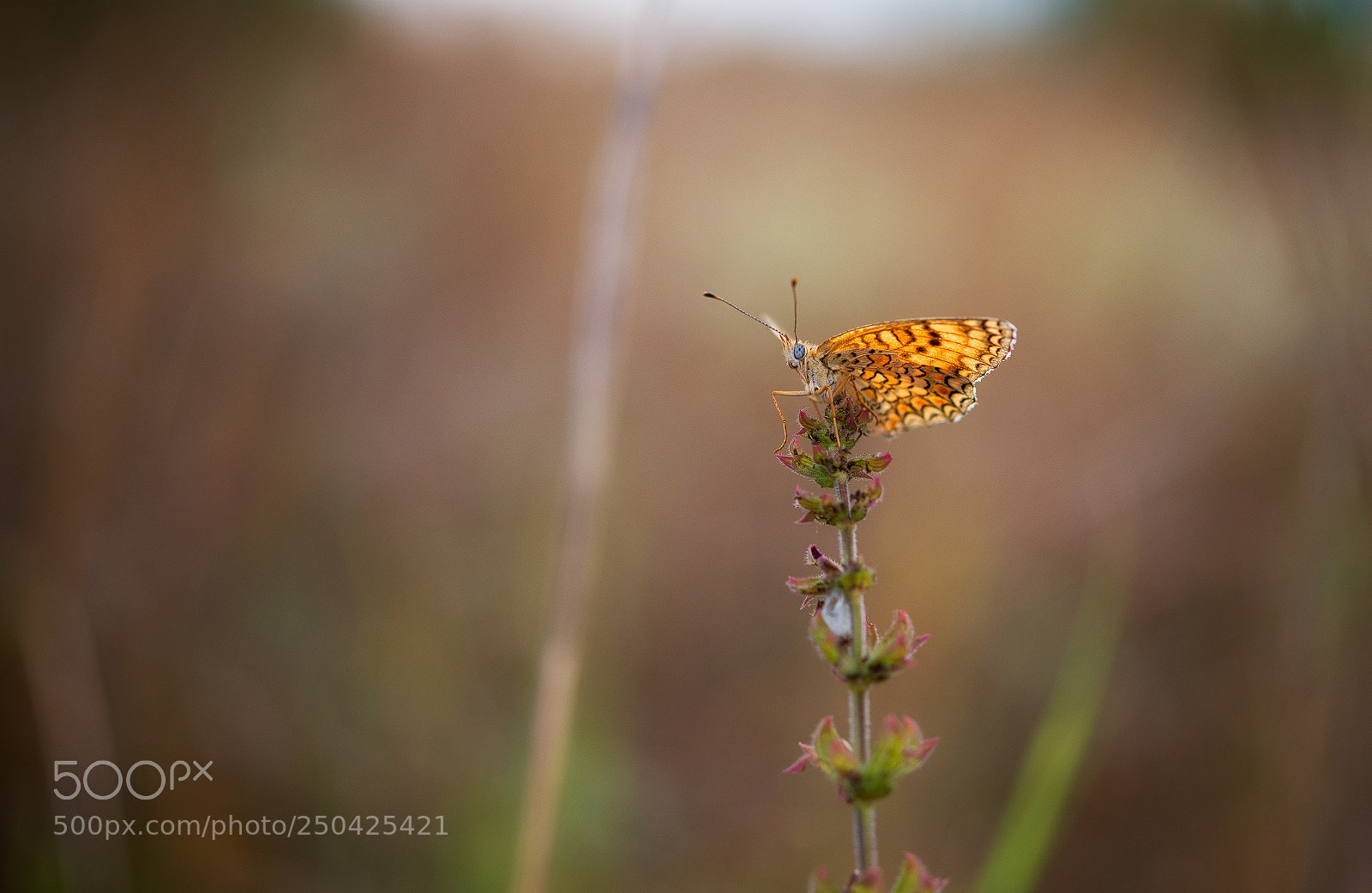 Nikon D600 sample photo. Orange butterfly on flower photography