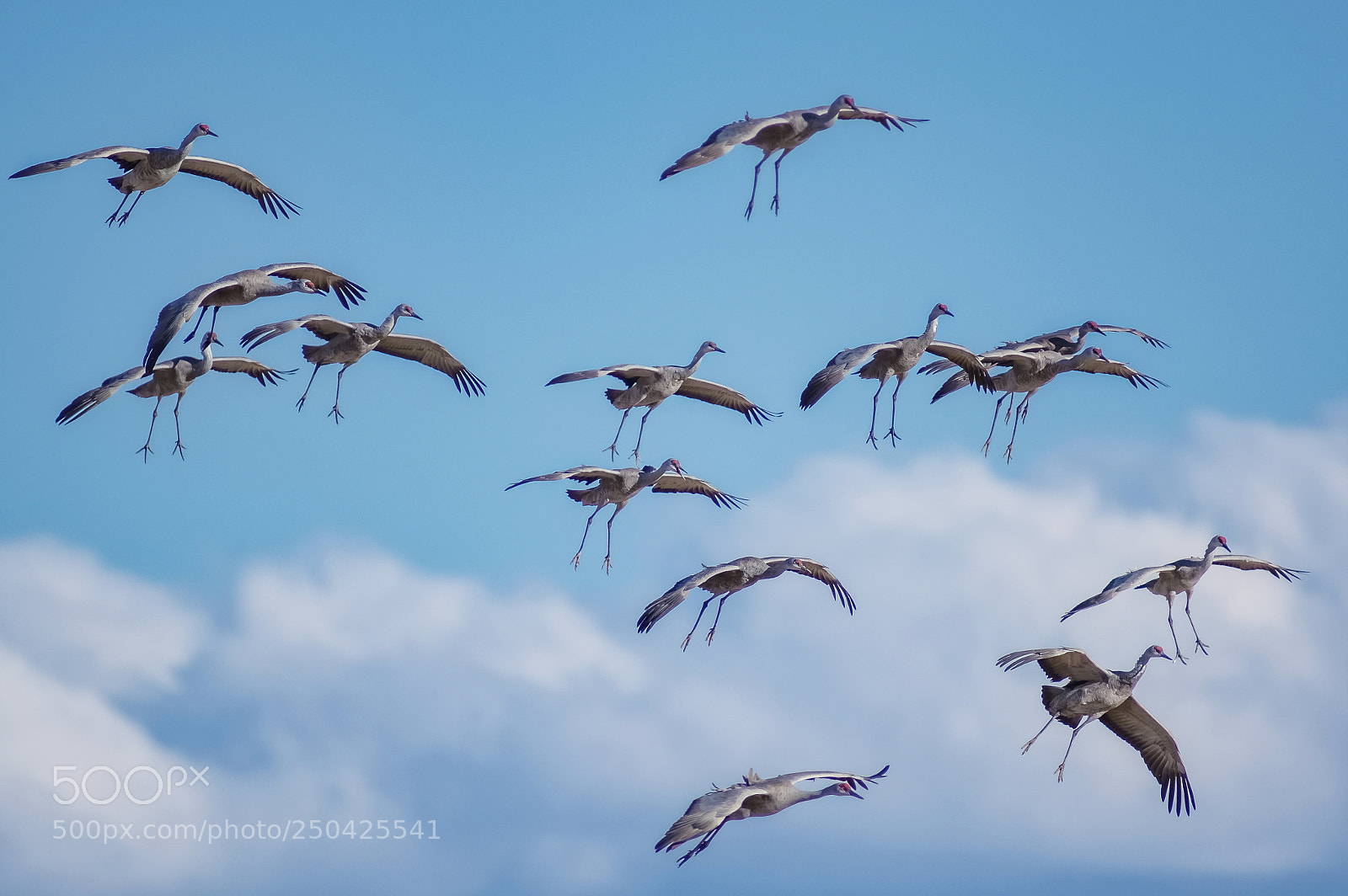 Pentax K-3 sample photo. Maestro's of flight photography