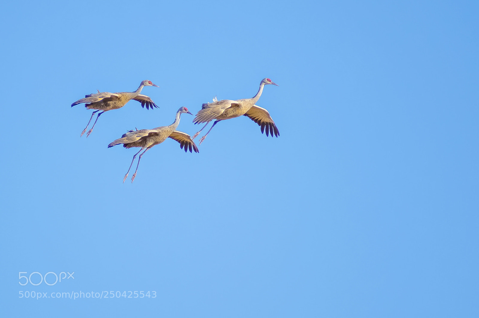 Pentax K-3 sample photo. Maestro's of flight photography
