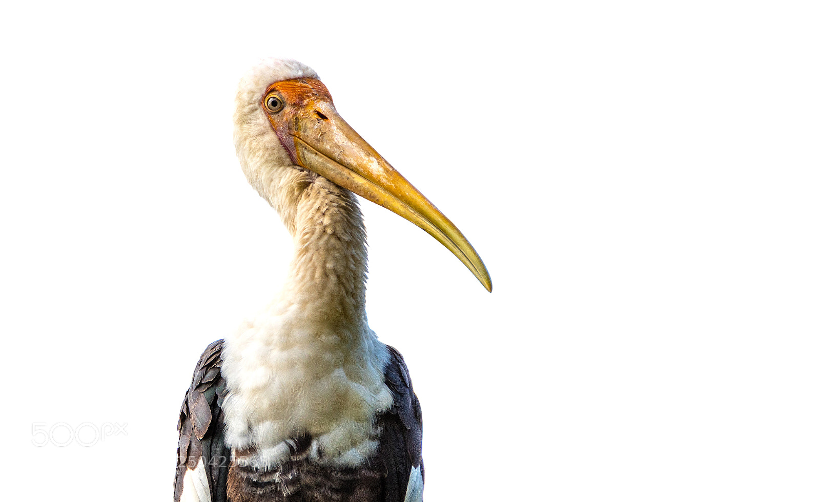Nikon D500 sample photo. Beaky stare photography